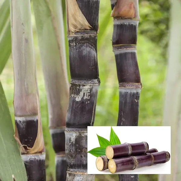 Soft_Pilipino_Black_Sugarcane_Ganna_Plants_&_Tree(1.5-3_Feet_Size)