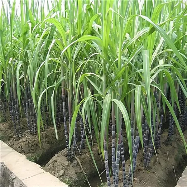 Soft_Pilipino_Black_Sugarcane_Ganna_Plants_&_Tree(1.5-3_Feet_Size)