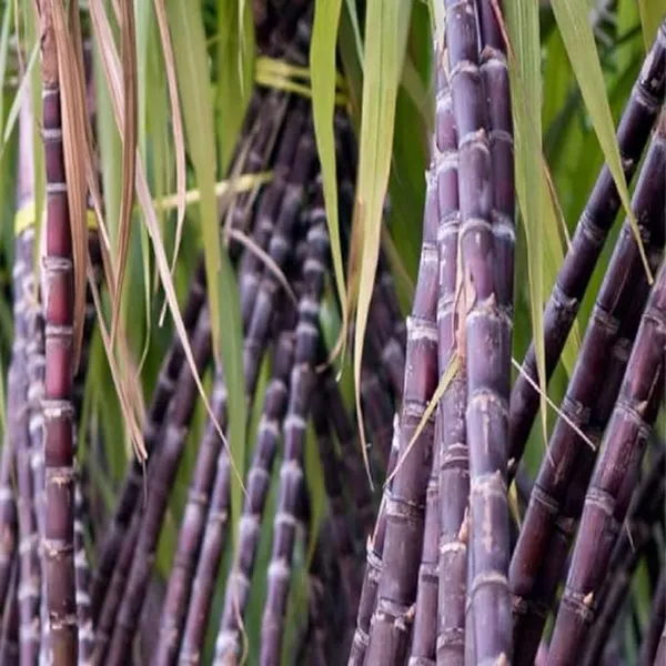 Soft_Pilipino_Black_Sugarcane_Ganna_Plants_&_Tree(1.5-3_Feet_Size)