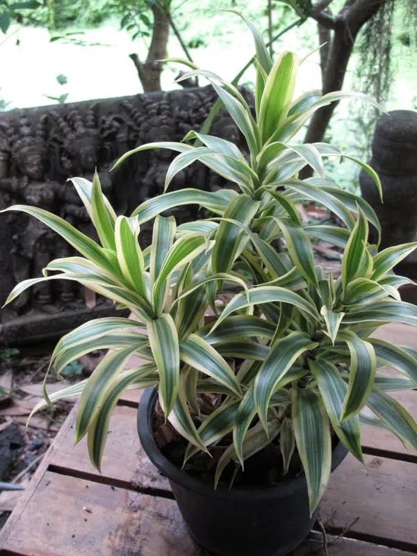 Song_Of_India_(Air_Purifying)_Indoor_Plant_For_Your_Sweet_Home_Decoration_&_Gardening_Dwarf_Variety_Song_Of_India_Plant_Hybrid