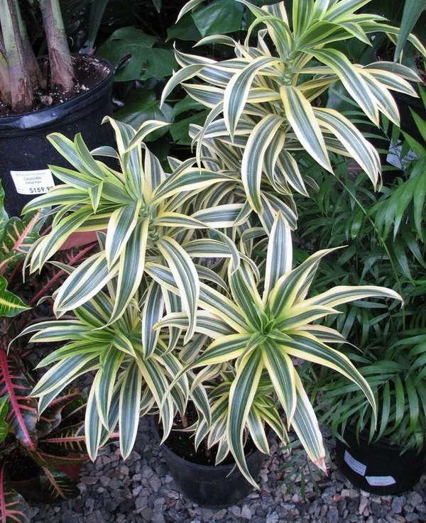 Song_Of_India_(Air_Purifying)_Indoor_Plant_For_Your_Sweet_Home_Decoration_&_Gardening_Dwarf_Variety_Song_Of_India_Plant_Hybrid