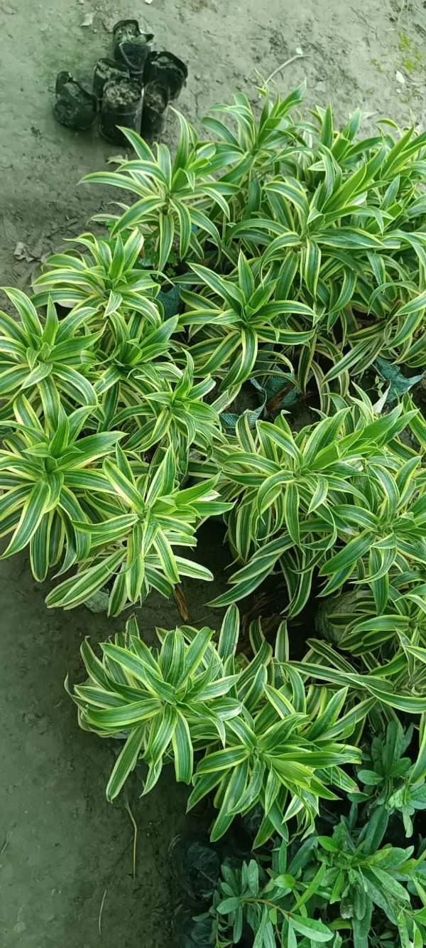 Song_Of_India_(Air_Purifying)_Indoor_Plant_For_Your_Sweet_Home_Decoration_&_Gardening_Dwarf_Variety_Song_Of_India_Plant_Hybrid