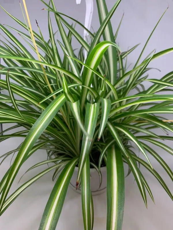 Spider_Plant_Air_Purifying