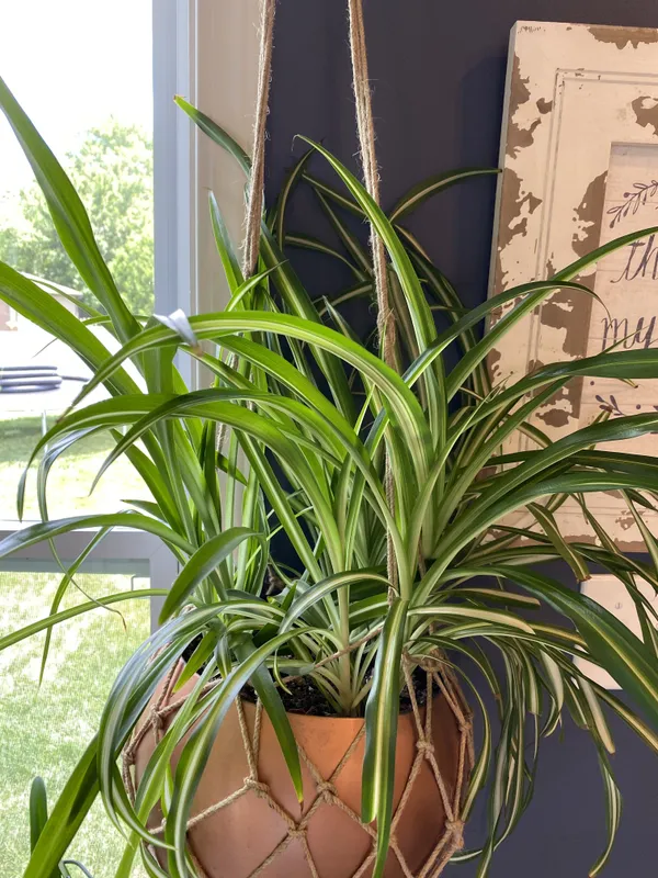 Spider_Plant_Air_Purifying
