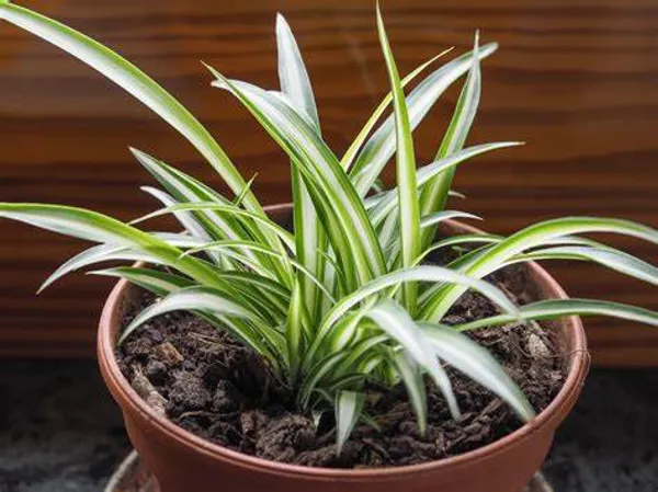 Spider_Plant_Air_Purifying