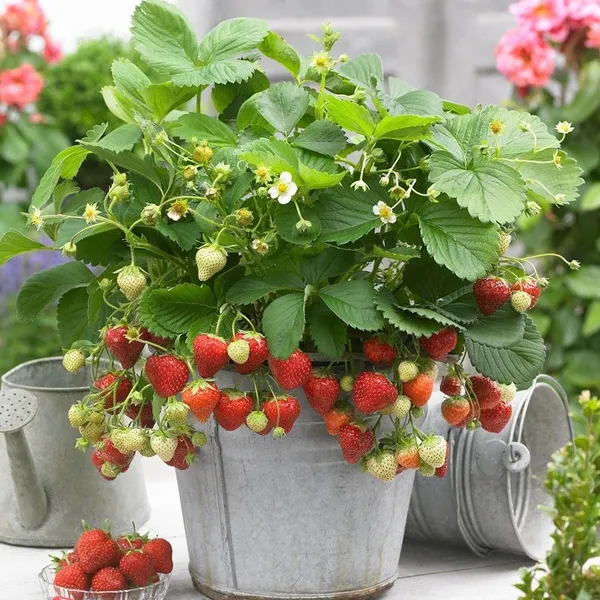 Strawberries_Plant_Thai_Variety