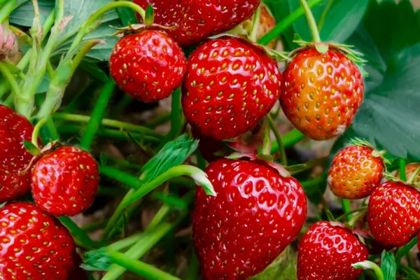 Strawberries_Plant_Thai_Variety
