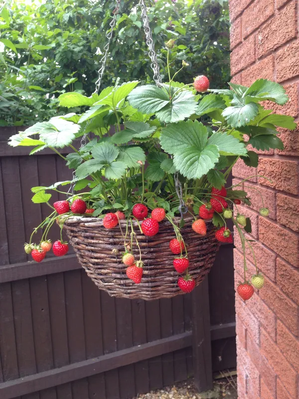 Strawberries_Plant_Thai_Variety