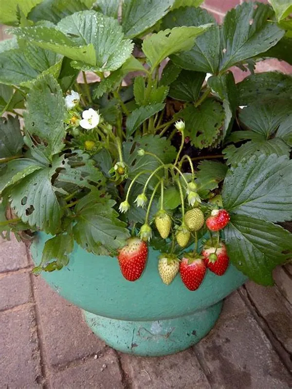 Strawberries_Plant_Thai_Variety