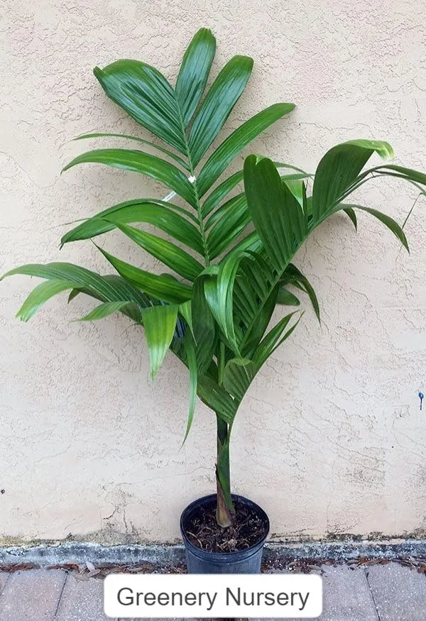 Betal_Nut|Supari_Plant_Inter_Mangala_Betel_Nut_Plant_||_A_Hybrid_Varity_Of_Mangala_Arecanut_For_Your_Home_Garden