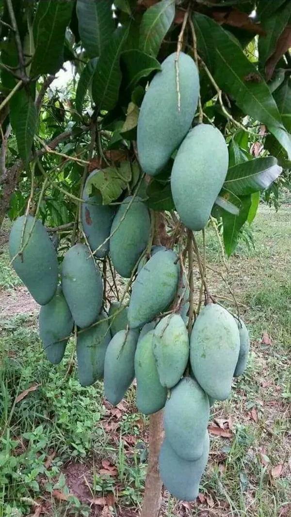 Super_Juice_Banana_Mango_(Grafted)_Fruit_Plant_&_Tree_For_Your_Home_Gardening_Dwarf__Variety_Banana_Mango_Plant_Hybrid
