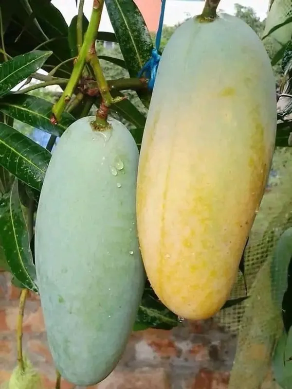 Super_Juice_Banana_Mango_(Grafted)_Fruit_Plant_&_Tree_For_Your_Home_Gardening_Dwarf__Variety_Banana_Mango_Plant_Hybrid