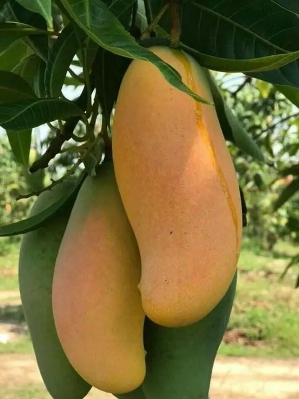 Super_Juice_Banana_Mango_(Grafted)_Fruit_Plant_&_Tree_For_Your_Home_Gardening_Dwarf__Variety_Banana_Mango_Plant_Hybrid