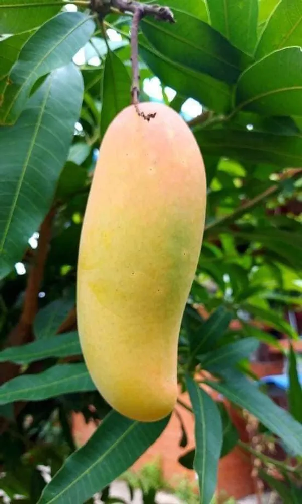 Super_Juice_Banana_Mango_(Grafted)_Fruit_Plant_&_Tree_For_Your_Home_Gardening_Dwarf__Variety_Banana_Mango_Plant_Hybrid
