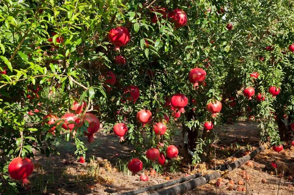 Surh_Hybrid_Anar_Pomegranate_Fruit_Plant_&_Tree_For_Home_Gardening_(Plant_Hight_1.5-3.6_Ft)