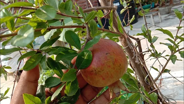 Surh_Hybrid_Anar_Pomegranate_Fruit_Plant_&_Tree_For_Home_Gardening_(Plant_Hight_1.5-3.6_Ft)