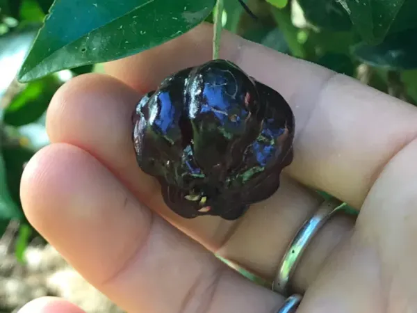 Surinam_Black_Cherry_Fruit_Plant