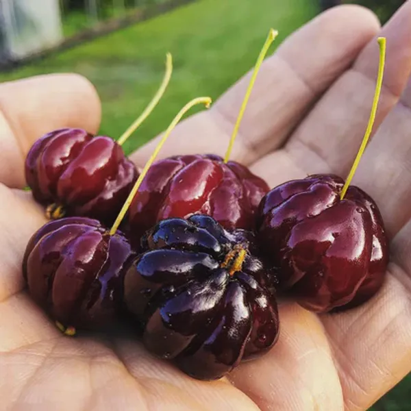 Surinam_Black_Cherry_Fruit_Plant
