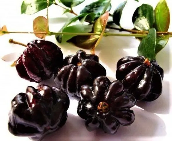 Surinam_Black_Cherry_Fruit_Plant