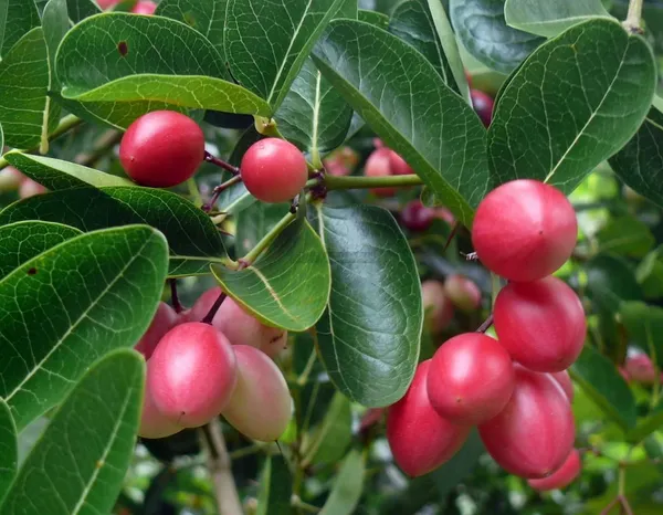 Hybrid_Sweet_Karanda_Fruit_Plant_For_Gardening