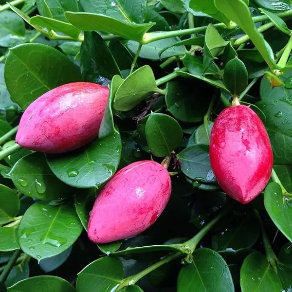 Sweet_Karonda_Cherry_Fruit_Plant