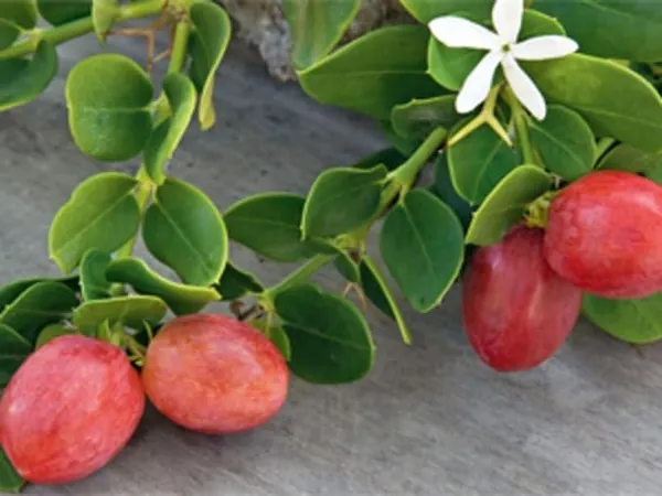 Sweet_Karonda_Cherry_Fruit_Plant