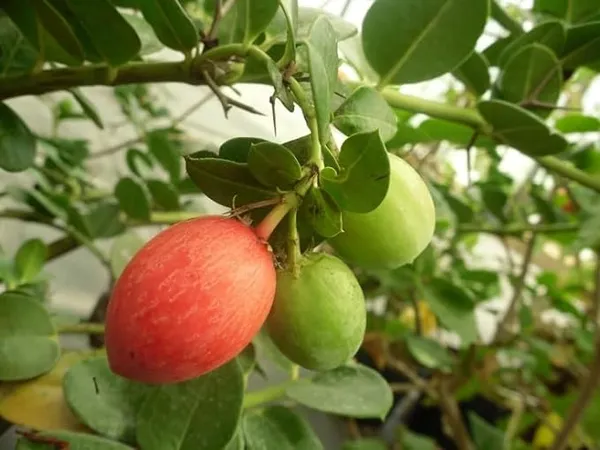 Sweet_Karonda_Cherry_Fruit_Plant