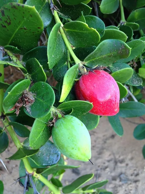 Sweet_Karonda_Cherry_Fruit_Plant