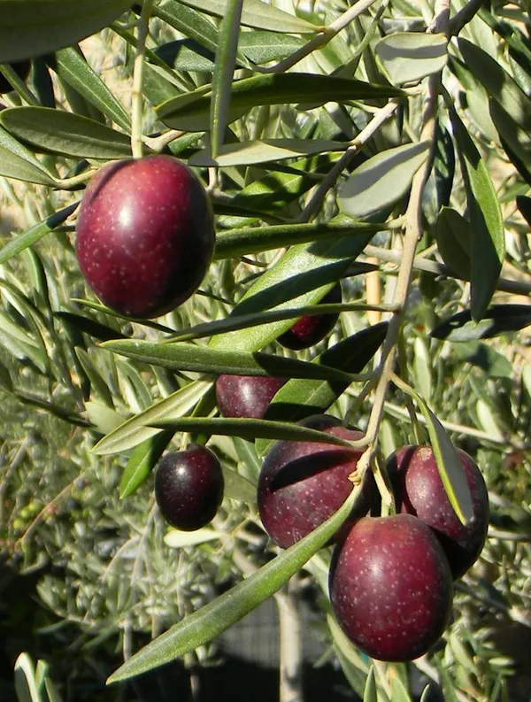 Sweet_Olive_Hybrid_Fruit_Plant_&_Tree_(1.5-3.5_Ft_Hight)_For_Home_Gardening_Olive_Healthy_Fruit_Plant