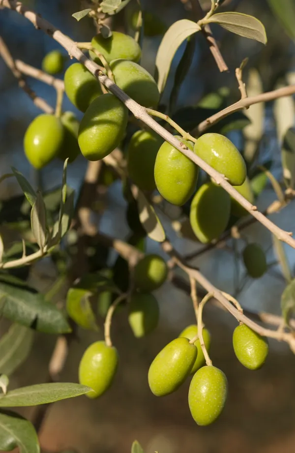 Sweet_Olive_Hybrid_Fruit_Plant_&_Tree_(1.5-3.5_Ft_Hight)_For_Home_Gardening_Olive_Healthy_Fruit_Plant