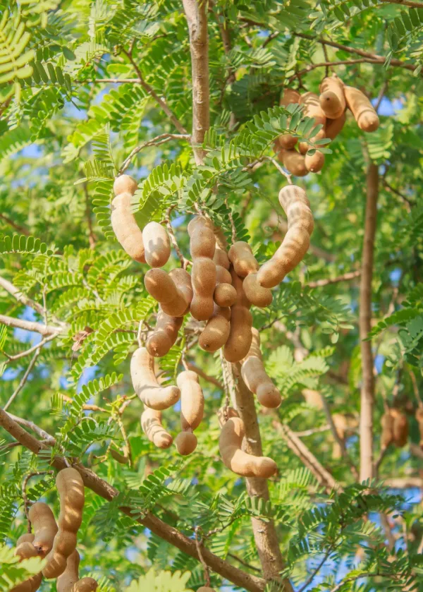 Sweet_Tamarind_Healthy_Fruit_Plant_&_Tree_(1.5-3.5_Ft_Hight)_For_Home_Gardening_Hybrid_Tamarind_Fruit_Plant