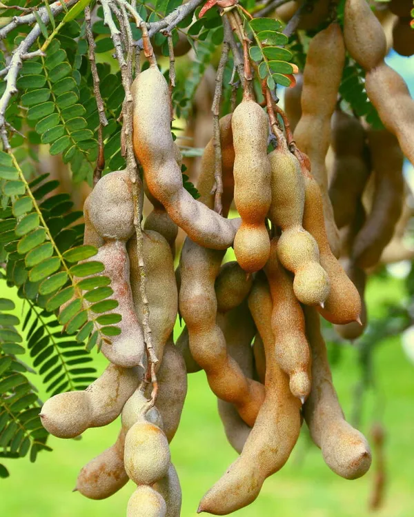 Sweet_Tamarind_Healthy_Fruit_Plant_&_Tree_(1.5-3.5_Ft_Hight)_For_Home_Gardening_Hybrid_Tamarind_Fruit_Plant