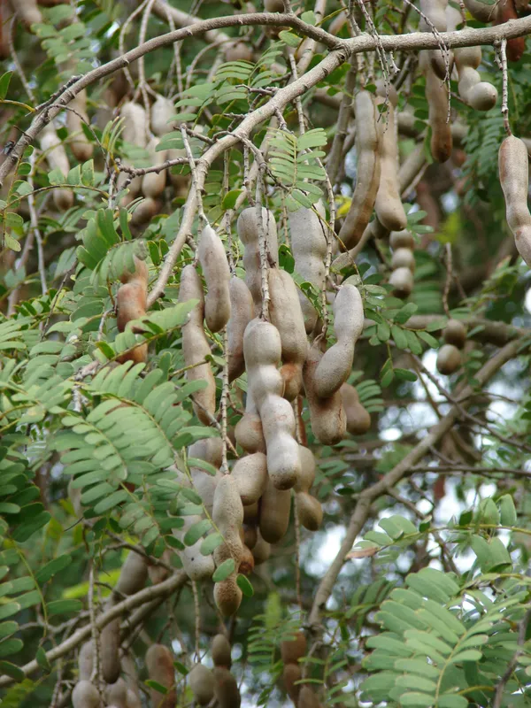 Sweet_Tamarind_Healthy_Fruit_Plant_&_Tree_(1.5-3.5_Ft_Hight)_For_Home_Gardening_Hybrid_Tamarind_Fruit_Plant