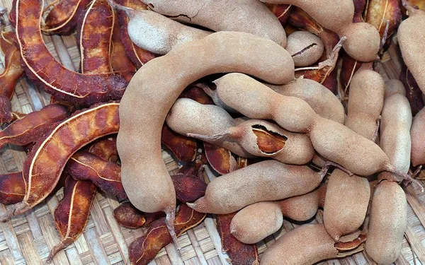 All_Time_Sweet_Tamarind_Plant_&_Tree_Hight_1.5-3.5_Ft_For_Home_Gardening_Hybrid