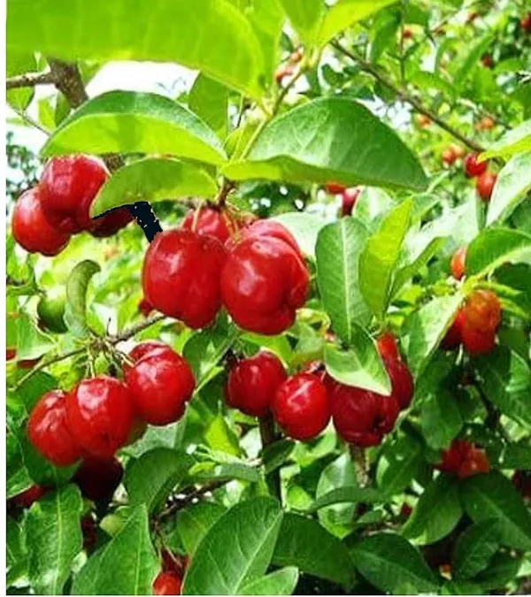 Sweet_And_Sour_Barbados_Cherry_Fruit_Plant