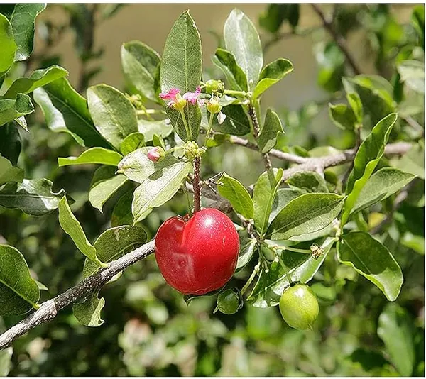 Sweet_And_Sour_Barbados_Cherry_Fruit_Plant