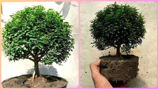 Table_Kamini__Indoor|Outdoor_Plant_For_Home_Decoration_&_Gardening_(Air_Purifying)