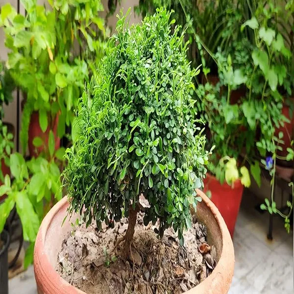 Table_Kamini_Satin_Wood_Kunti_Fragrant_Flower_Shrubs_Plants_&_Tree(1-2_Feet_Size)