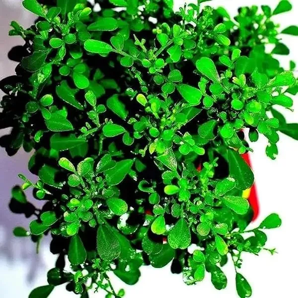 Table_Kamini_Satin_Wood_Kunti_Fragrant_Flower_Shrubs_Plants_&_Tree(1-2_Feet_Size)