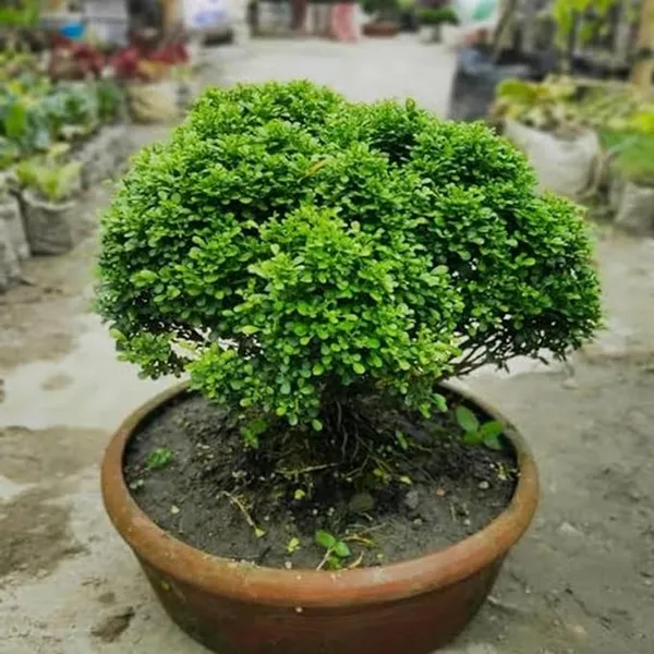 Table_Kamini_Satin_Wood_Kunti_Fragrant_Flower_Shrubs_Plants_&_Tree(1-2_Feet_Size)
