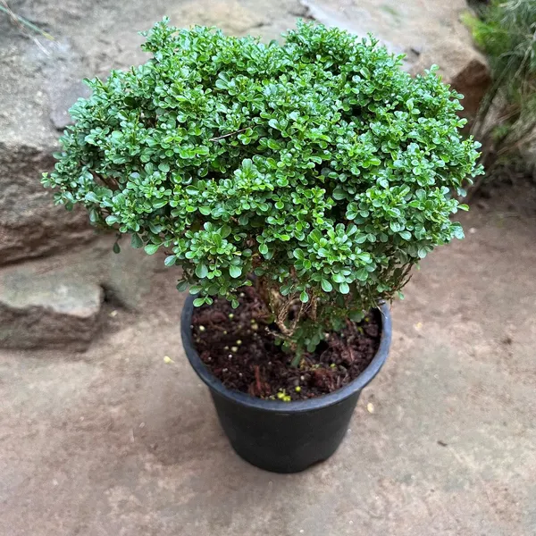 Green_Sweet_Plant_For_Home_Decoration_&_Gardening
