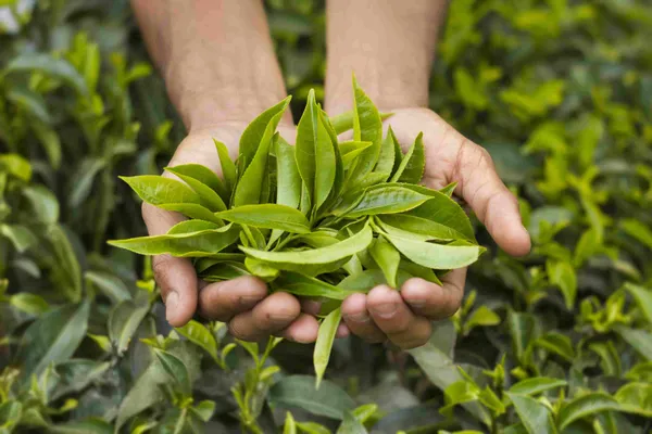 Darjeeling_Tea_Plant_For_Gardening_Hybrid