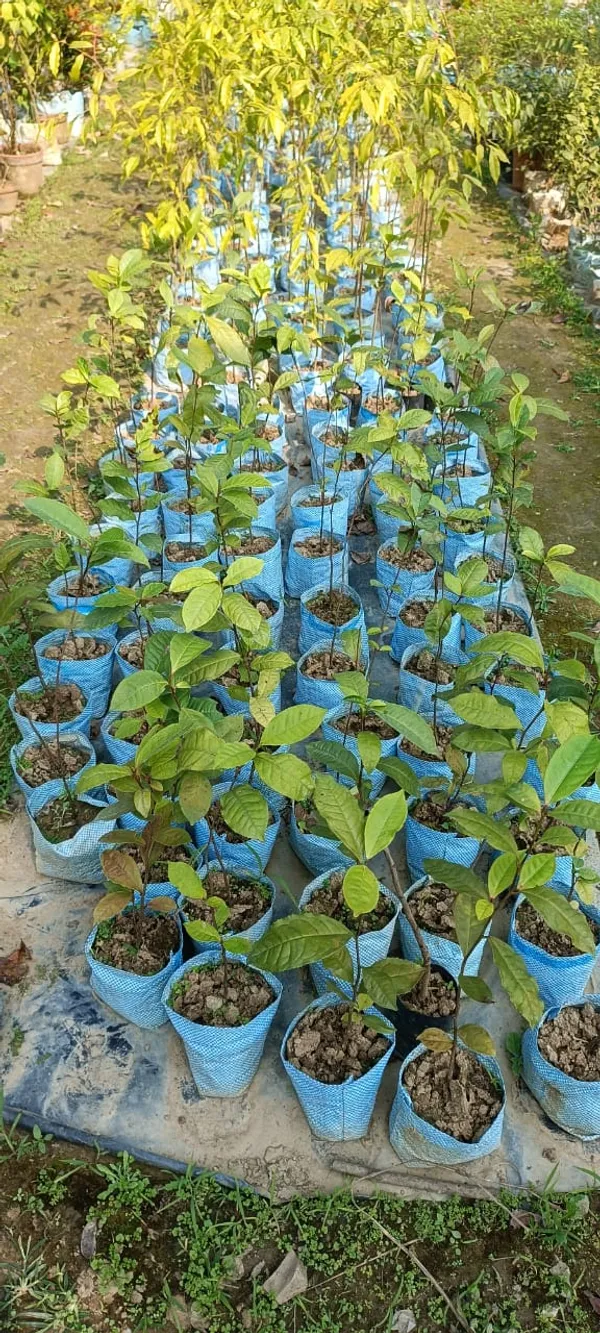 Darjeeling_Tea_Plant_For_Gardening_Hybrid