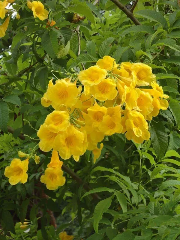Tecoma_Yellow_Flowering_Plant_&_Tree_For_Sweet_Home_Garden_(1.5-3.5_Ft_Hight)