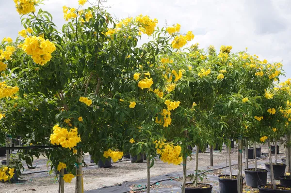 Tecoma_Yellow_Flowering_Plant_&_Tree_For_Sweet_Home_Garden_(1.5-3.5_Ft_Hight)