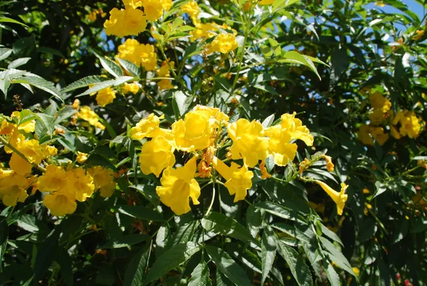 Tecoma_Yellow_Flowering_Plant_&_Tree_For_Sweet_Home_Garden_(1.5-3.5_Ft_Hight)