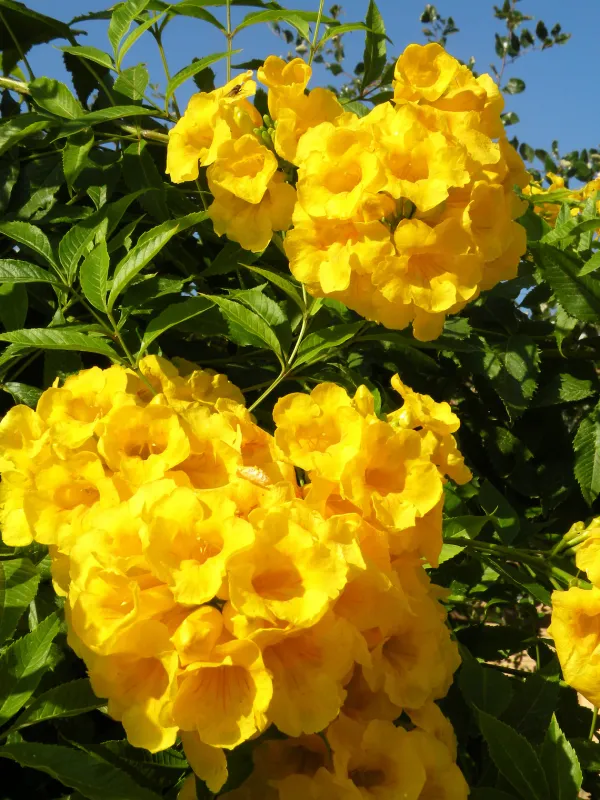 Tecoma_Yellow_Flowering_Plant_&_Tree_For_Sweet_Home_Garden_(1.5-3.5_Ft_Hight)