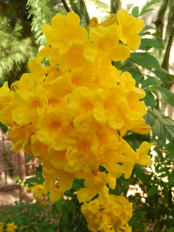 Tecoma_Yellow_Flowering_Plant_&_Tree_For_Sweet_Home_Garden_(1.5-3.5_Ft_Hight)