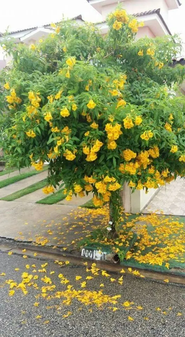 Tecoma_Yellow_(Round_The_Year_Flowering)_Flower_Plant_&_Tree_For_Garden,_Pack_Of_1