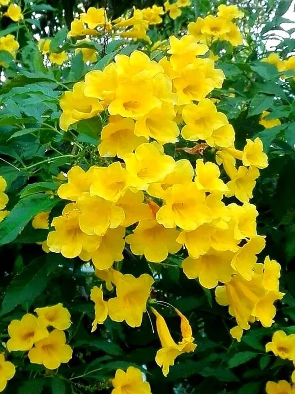 Tecoma_Yellow_(Round_The_Year_Flowering)_Flower_Plant_&_Tree_For_Garden,_Pack_Of_1
